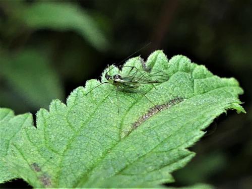 Réf. 315 466 : Microlophium carnosum